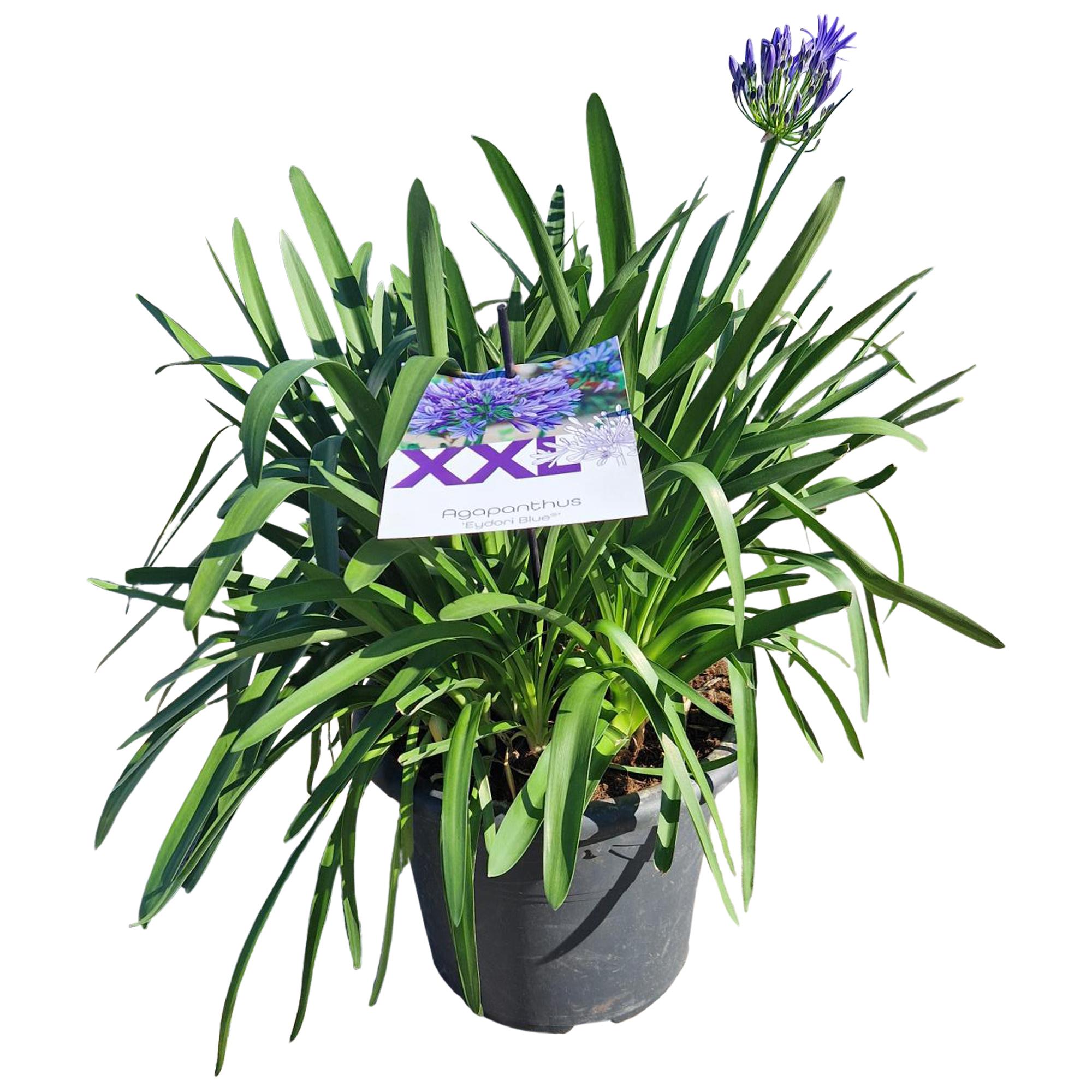 Горшечные цветы и растения оптом Agapanthus 7 Stek Blauw Pot 32 Grootbl. Doorbl. Kn от 1шт из Голландии с доставкой по России