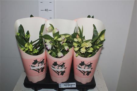 Горшечные цветы и растения оптом Dendr N Gem 3 Branches от 6шт из Голландии с доставкой по России