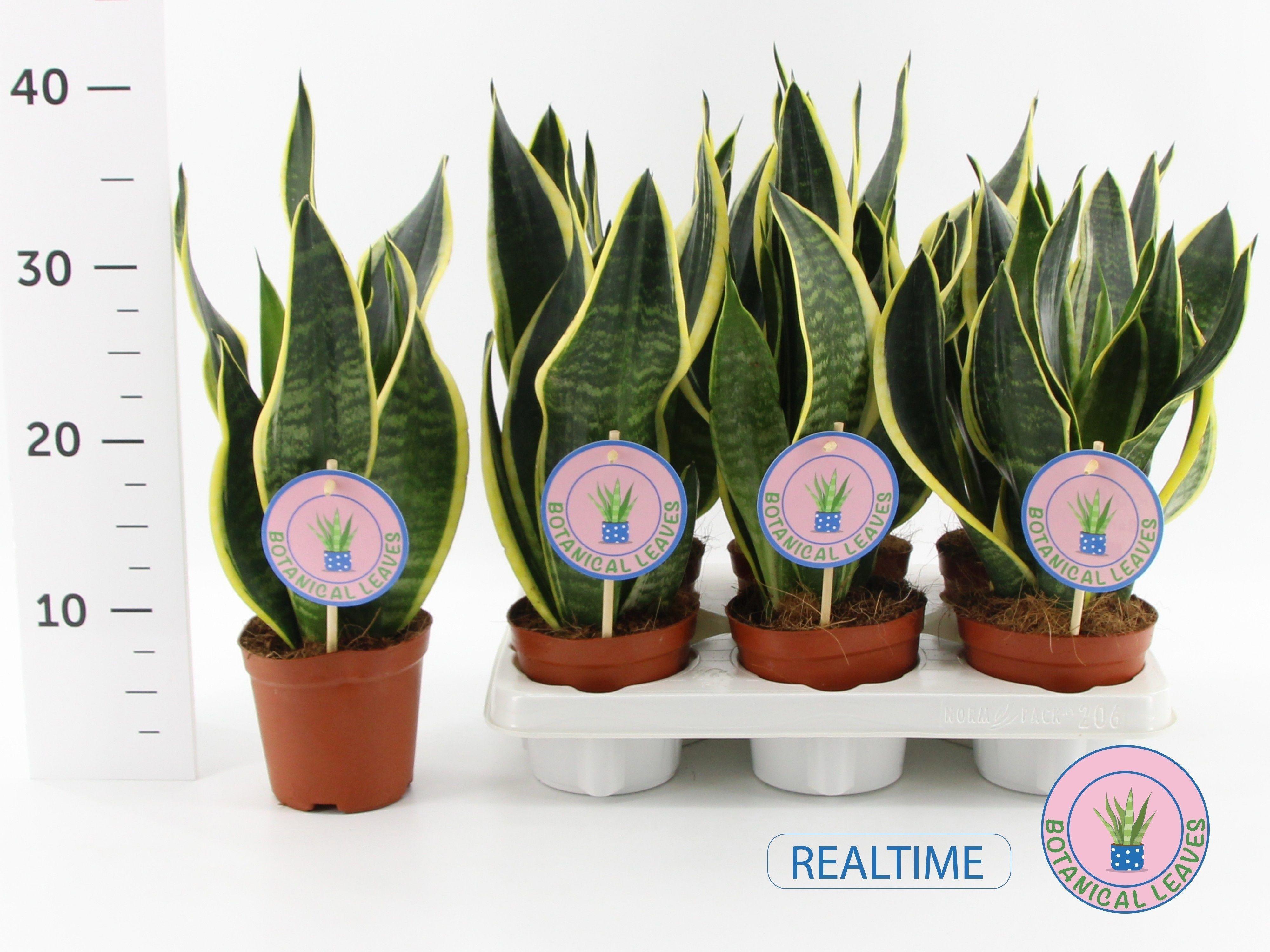 Горшечные цветы и растения оптом Sansev Black Gold от 6шт из Голландии с доставкой по России