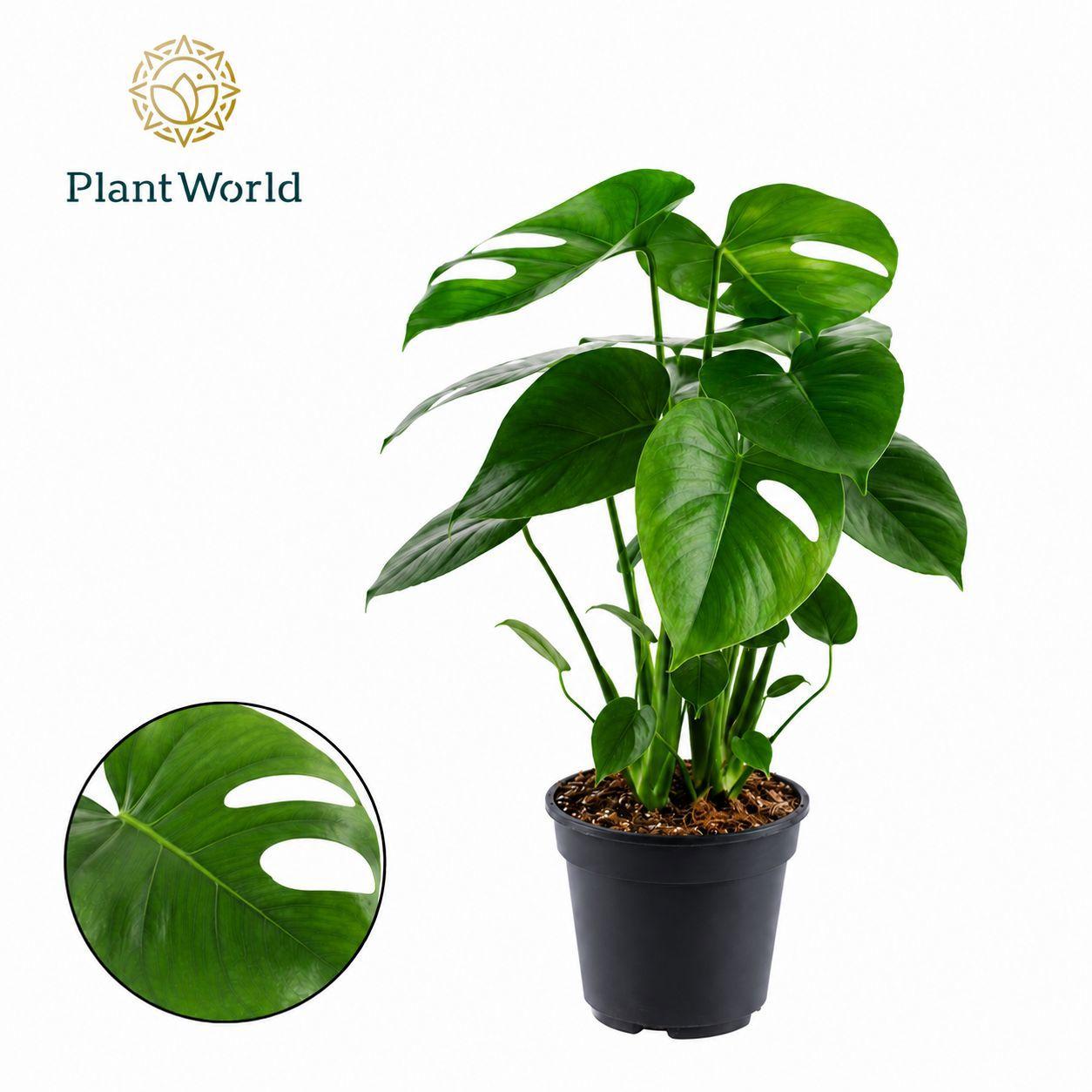 Горшечные цветы и растения оптом Monstera Deliciosa от 5шт из Голландии с доставкой по России