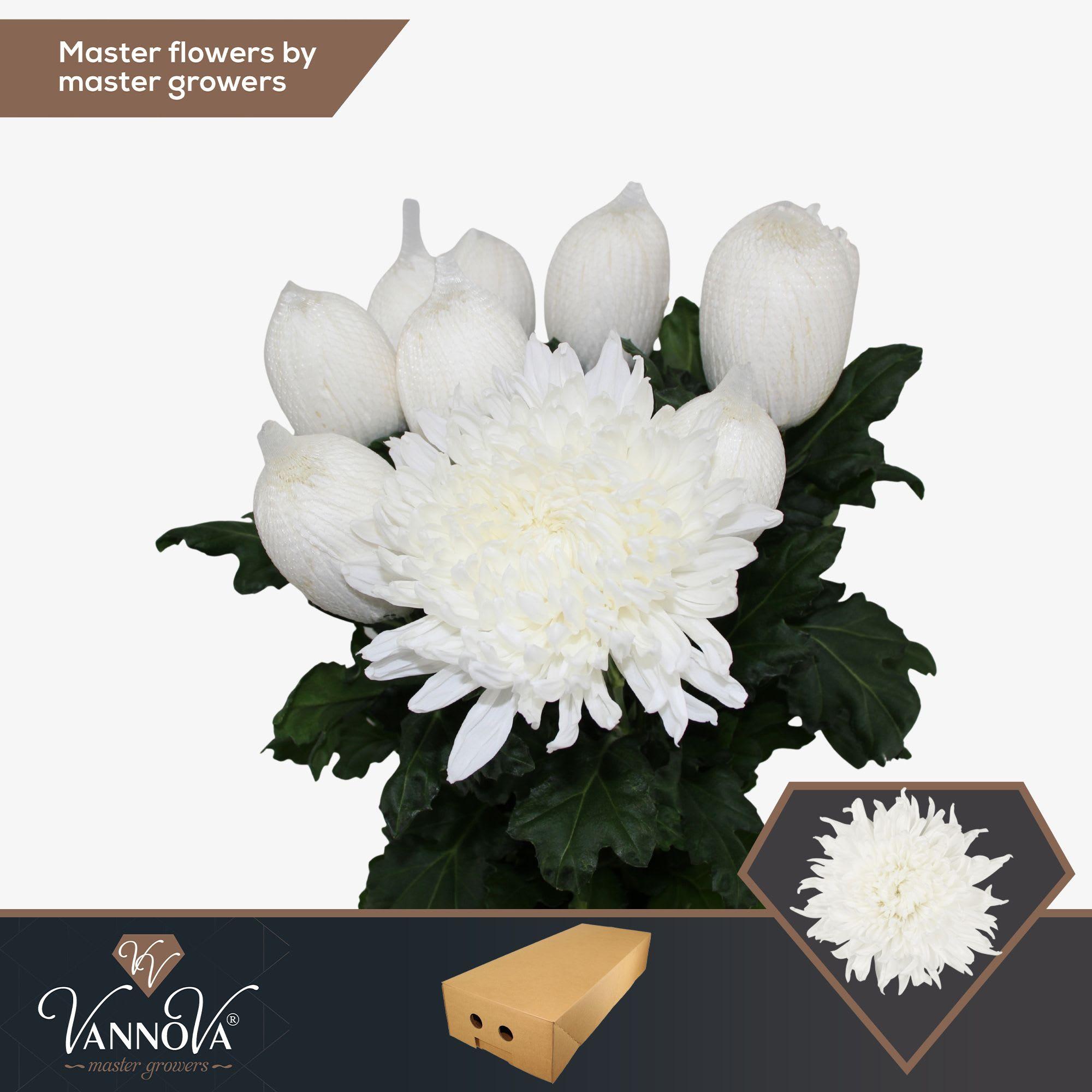 Срезанные цветы оптом Chrys bl stravina от 60шт. из Голландии с доставкой по России