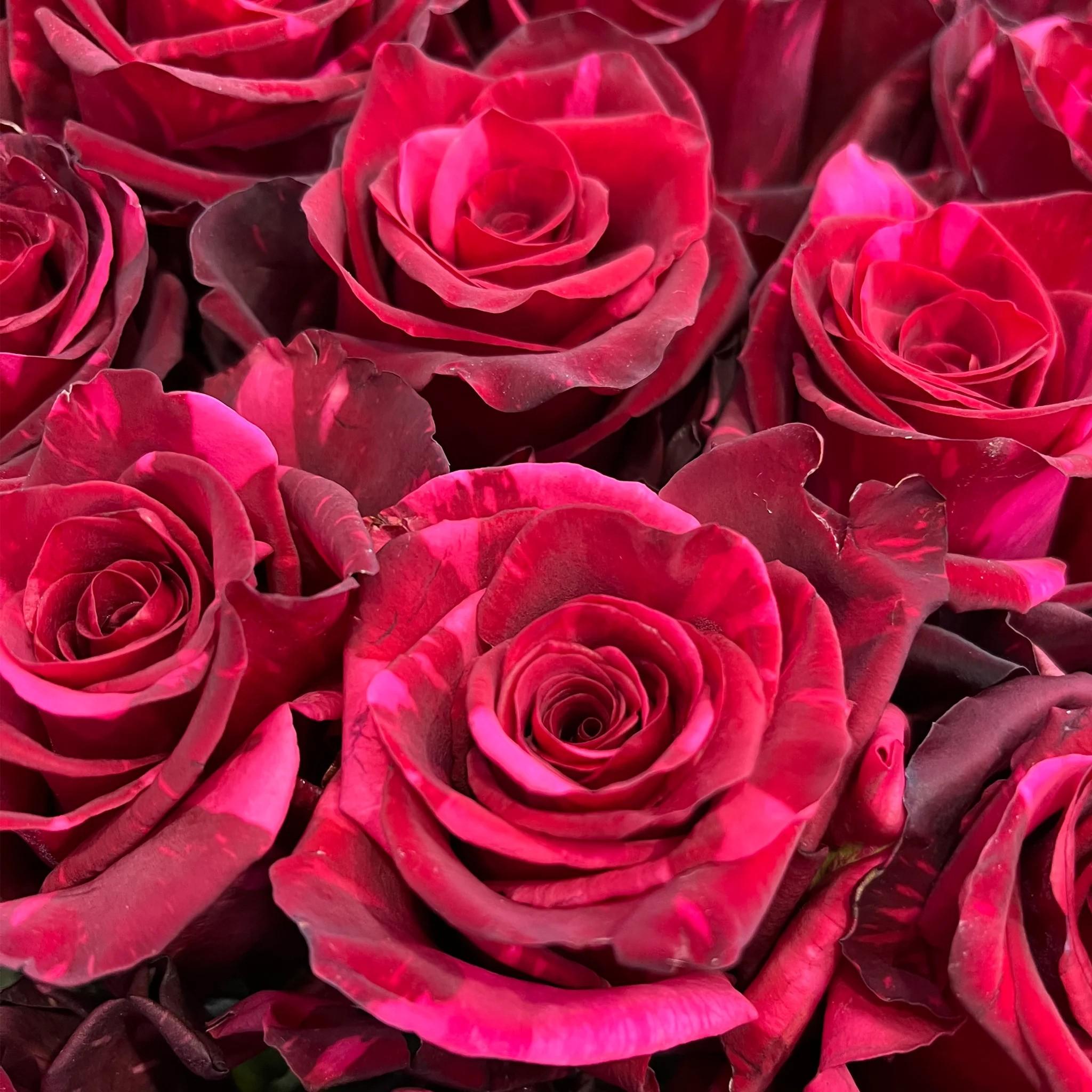 Срезанные цветы оптом Rosa ec red panther от 40шт из Голландии с доставкой по России