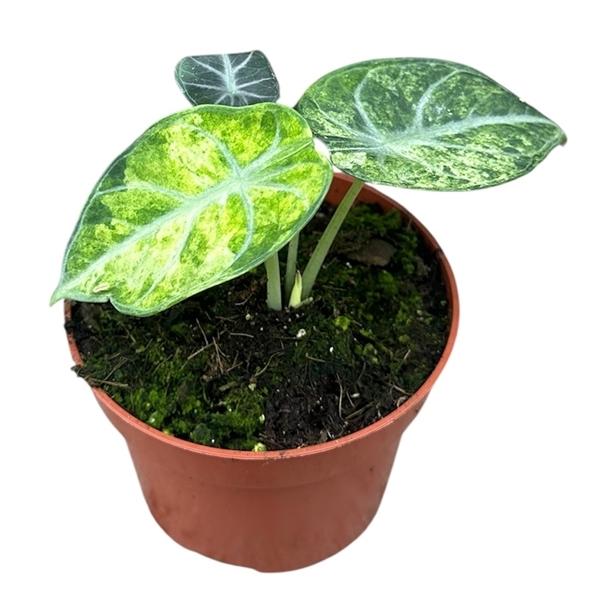 Горшечные цветы и растения оптом Alocasia Ninja Tricolor от 1шт (для телеги) из Голландии с доставкой по России