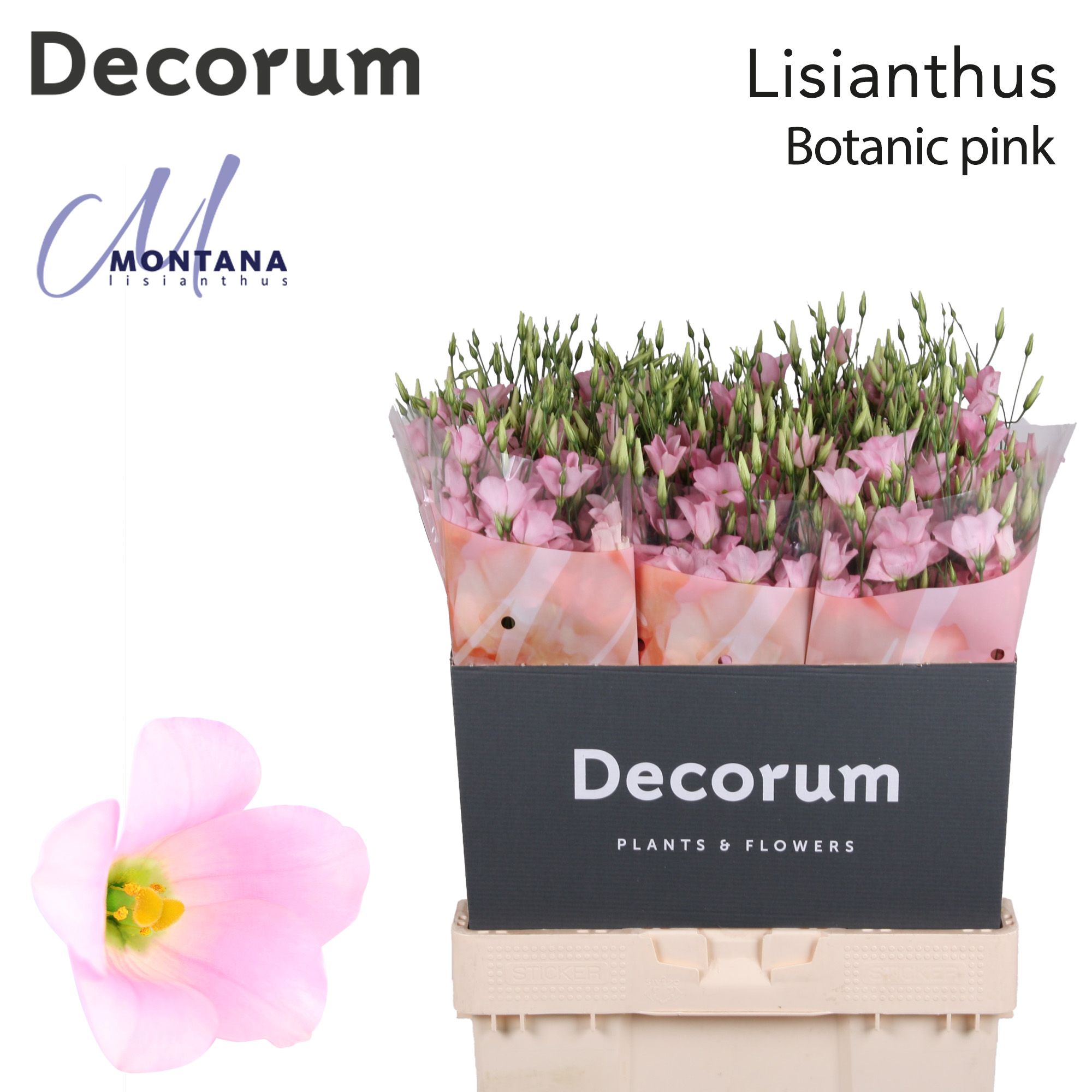 Срезанные цветы оптом Lisianthus si botanic pink от 60шт из Голландии с доставкой по России