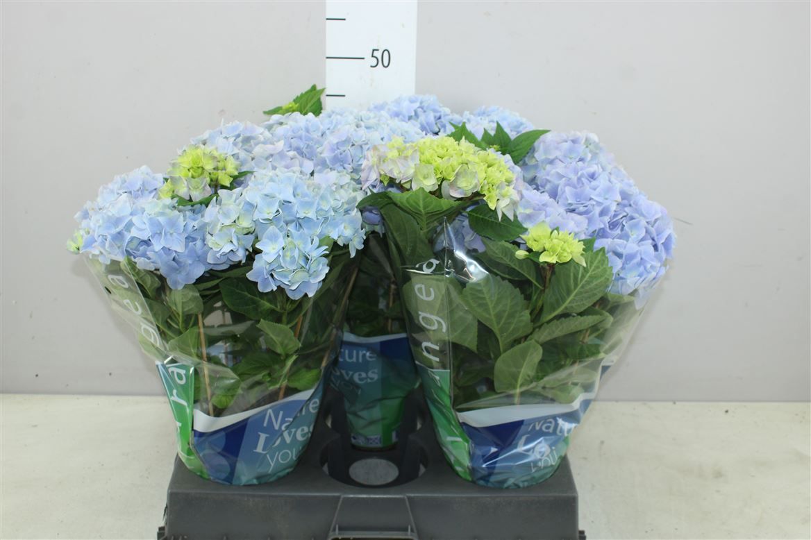 Горшечные цветы и растения оптом Hydrangea Ma Pink 5+ от 3шт из Голландии с доставкой по России