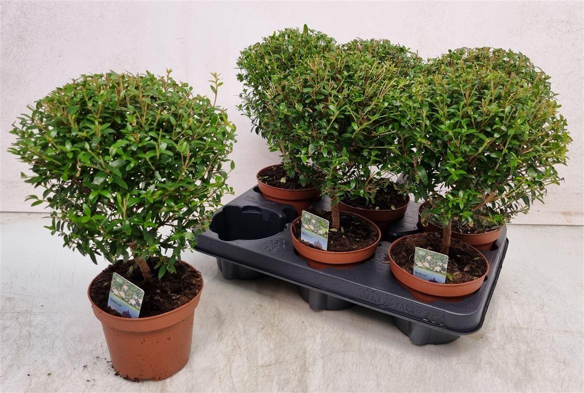Горшечные цветы и растения оптом Myrtus Communis On Stem от 6шт из Голландии с доставкой по России