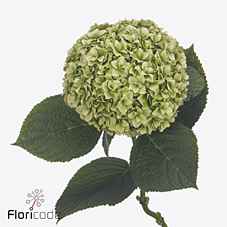 Срезанные цветы оптом Hydrangea royal higness (classic) от 10шт из Голландии с доставкой по России