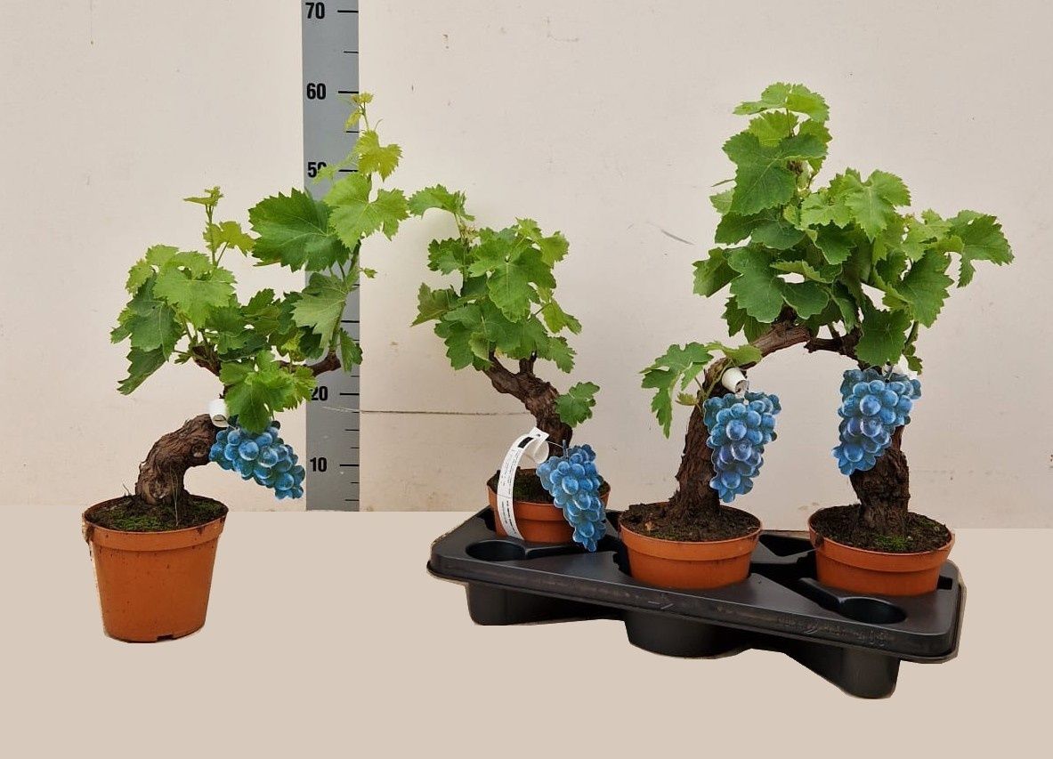 Горшечные цветы и растения оптом Vitis Vinifera от 5шт из Голландии с доставкой по России