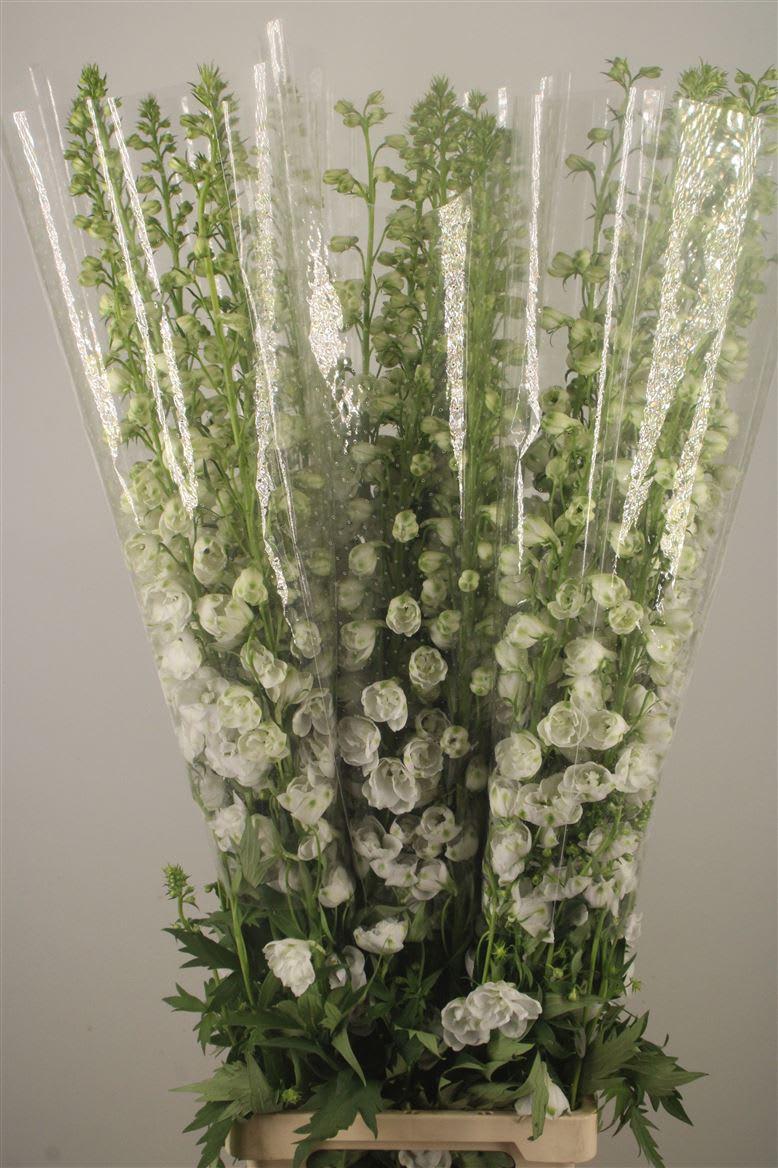Срезанные цветы оптом Delphinium el guardian white от 30шт из Голландии с доставкой по России