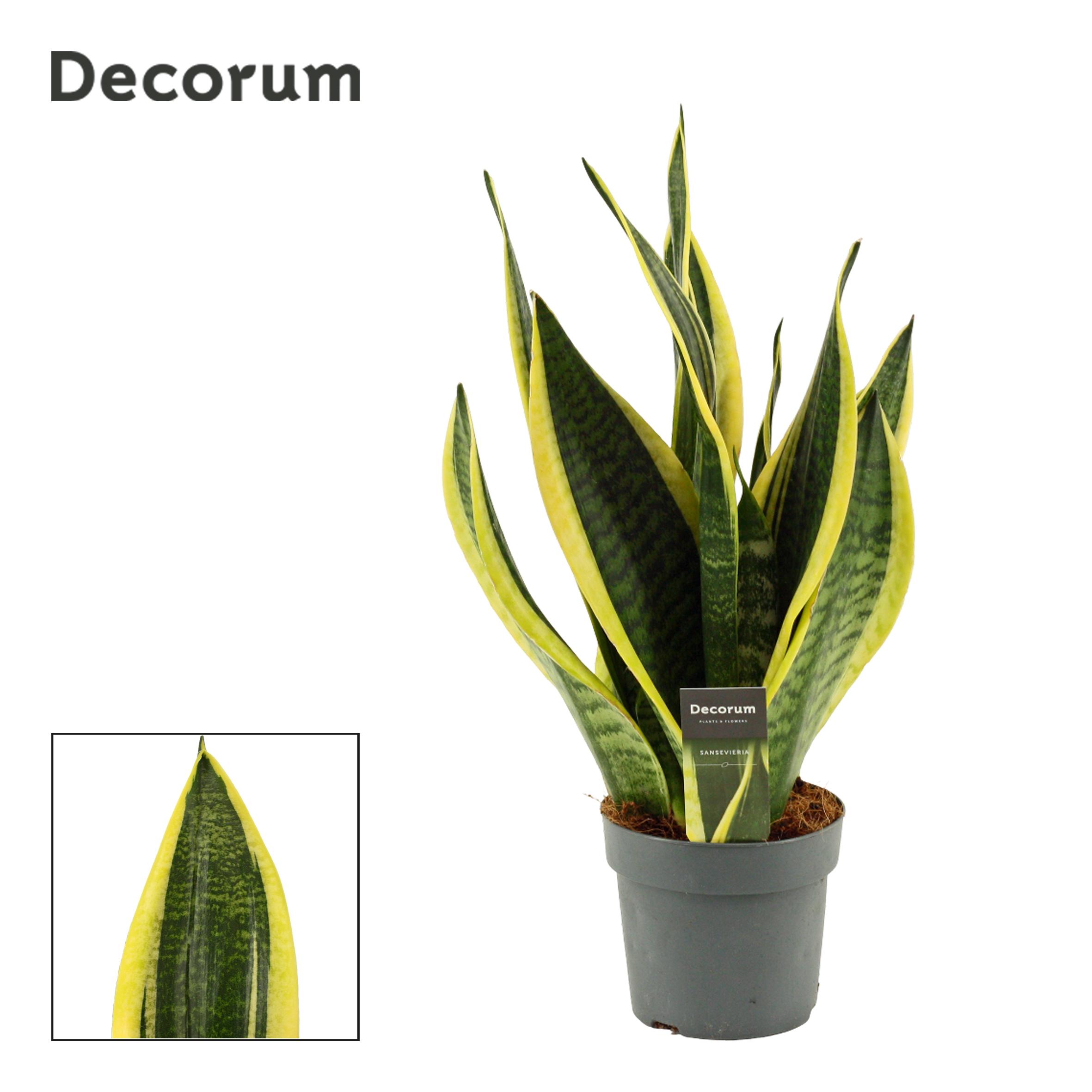 Горшечные цветы и растения оптом Sansevieria Superba (decorum) от 7шт из Голландии с доставкой по России
