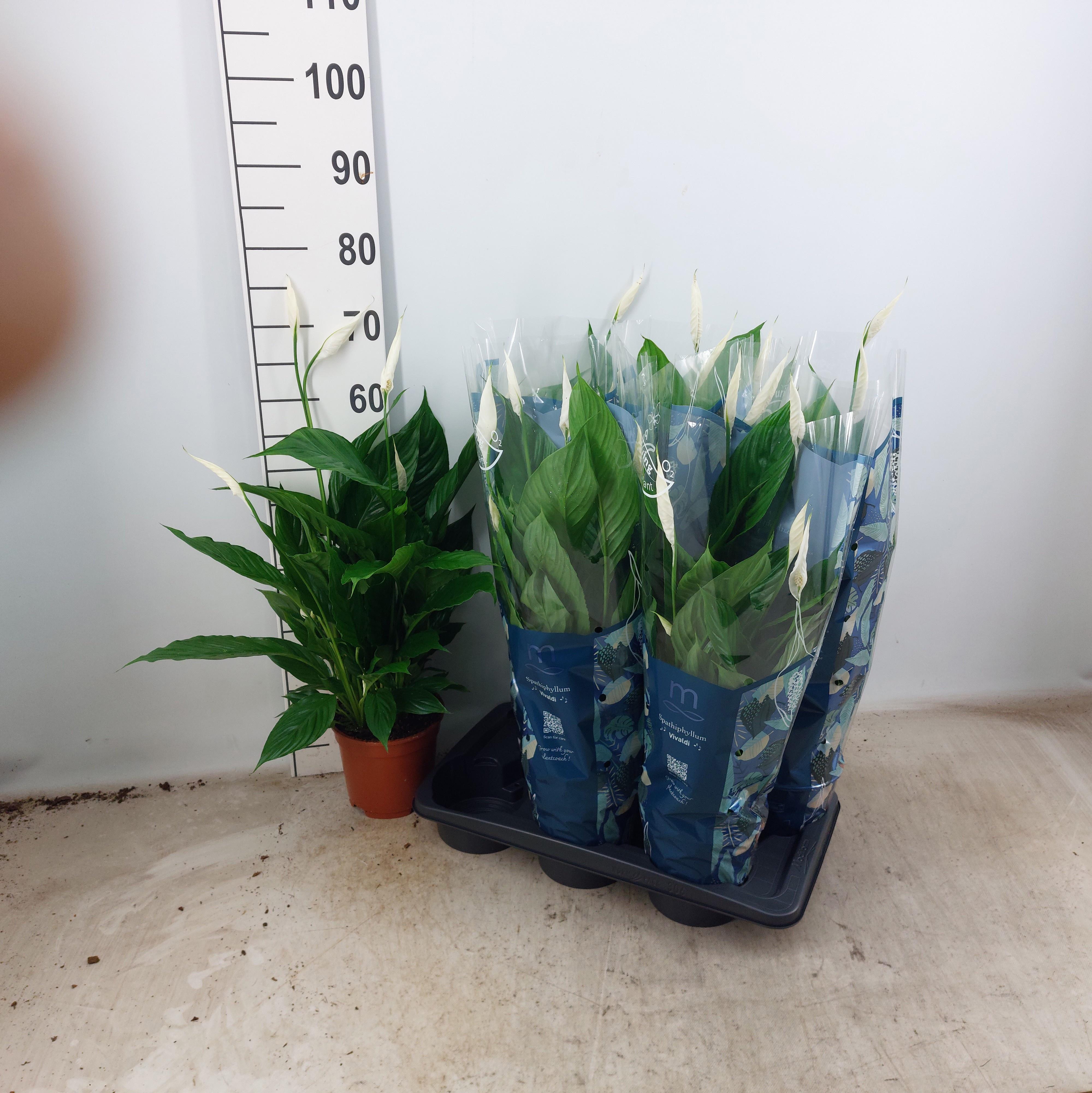 Горшечные цветы и растения оптом Spath Vivaldi от 6шт из Голландии с доставкой по России