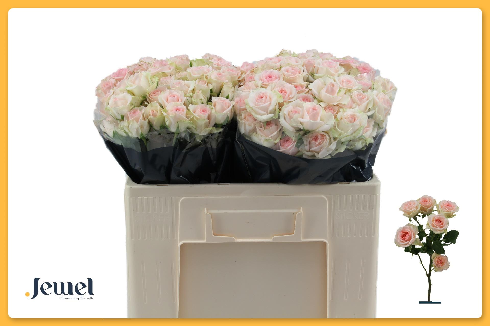 Срезанные цветы оптом Rosa spray happy wedding от 50шт из Голландии с доставкой по России