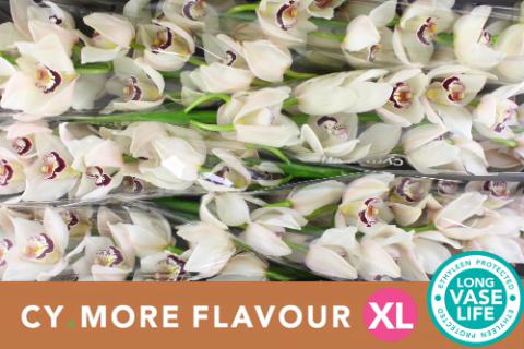 Срезанные цветы оптом Cymbidium white mrs esmee от 6шт из Голландии с доставкой по России