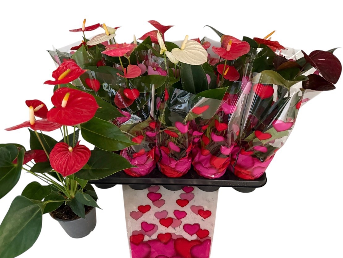 Горшечные цветы и растения оптом Anthu An Gem от 10шт из Голландии с доставкой по России