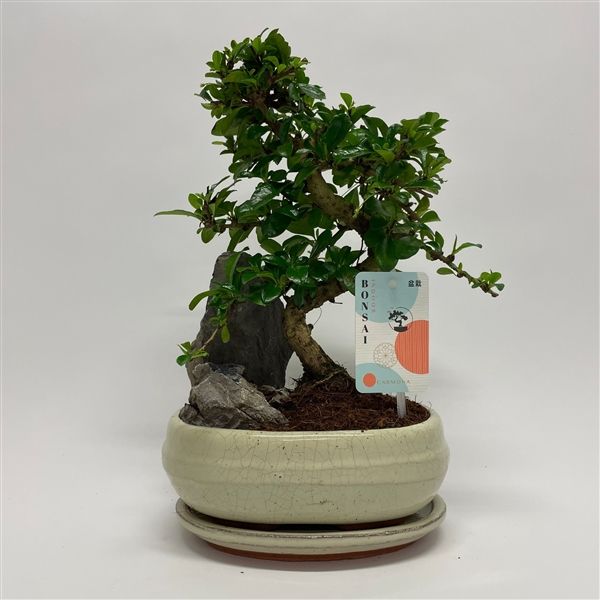 Горшечные цветы и растения оптом Bonsai Carmona S-shape Landscape 20cm + Schotel от 5шт из Голландии с доставкой по России