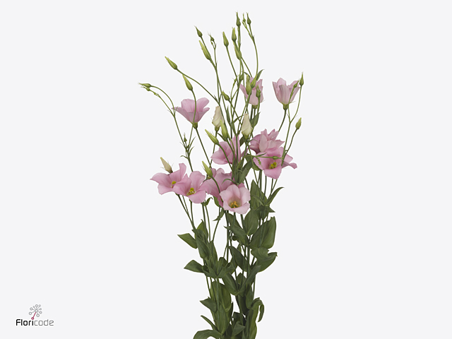 Срезанные цветы оптом Lisianthus si botanic pink от 60шт из Голландии с доставкой по России