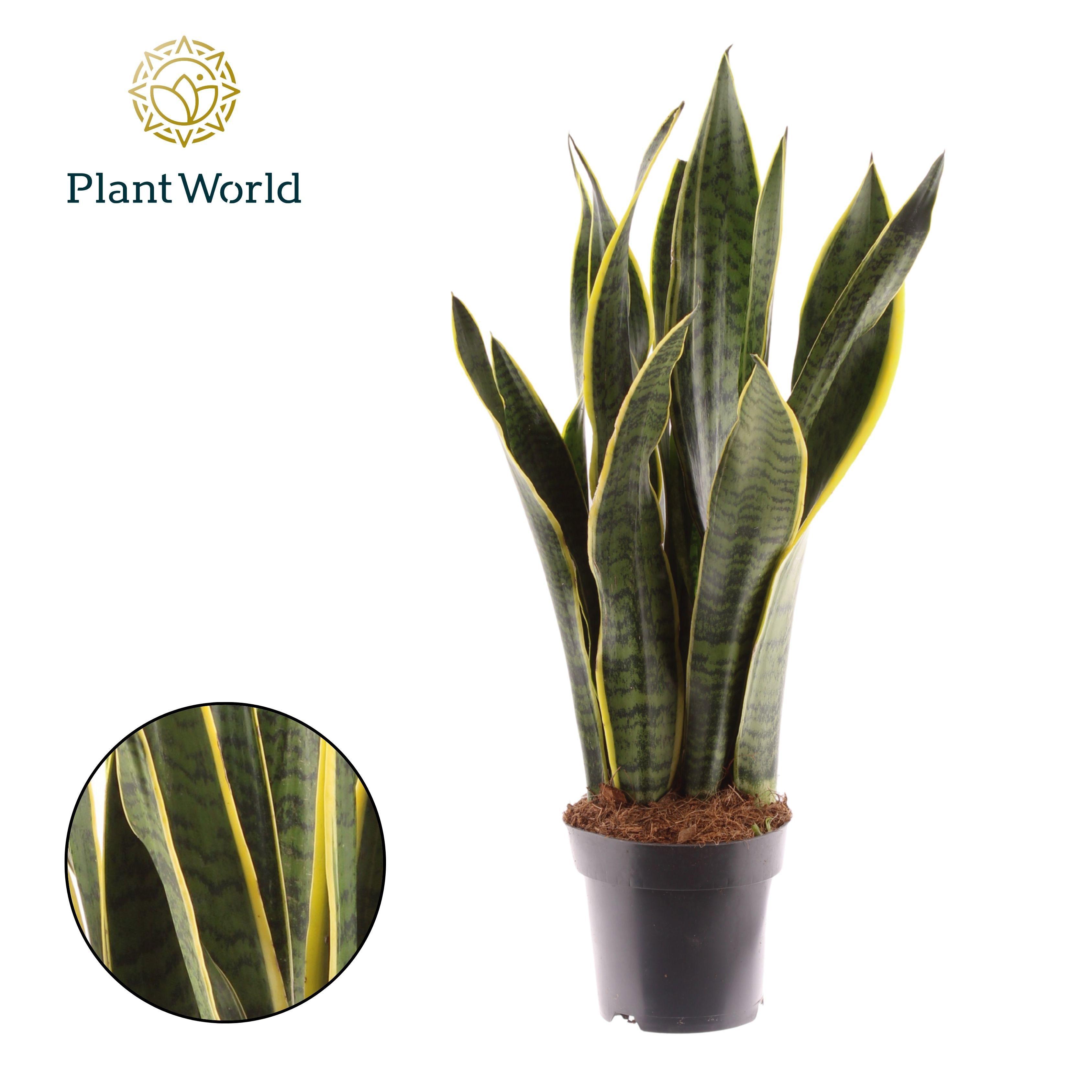 Горшечные цветы и растения оптом Sansevieria Lauren от 7шт из Голландии с доставкой по России