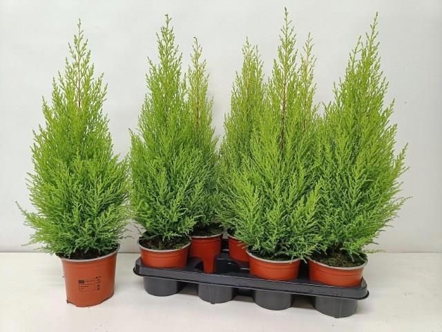 Горшечные цветы и растения оптом Cupr Ma Goldc Wilma от 7шт из Голландии с доставкой по России