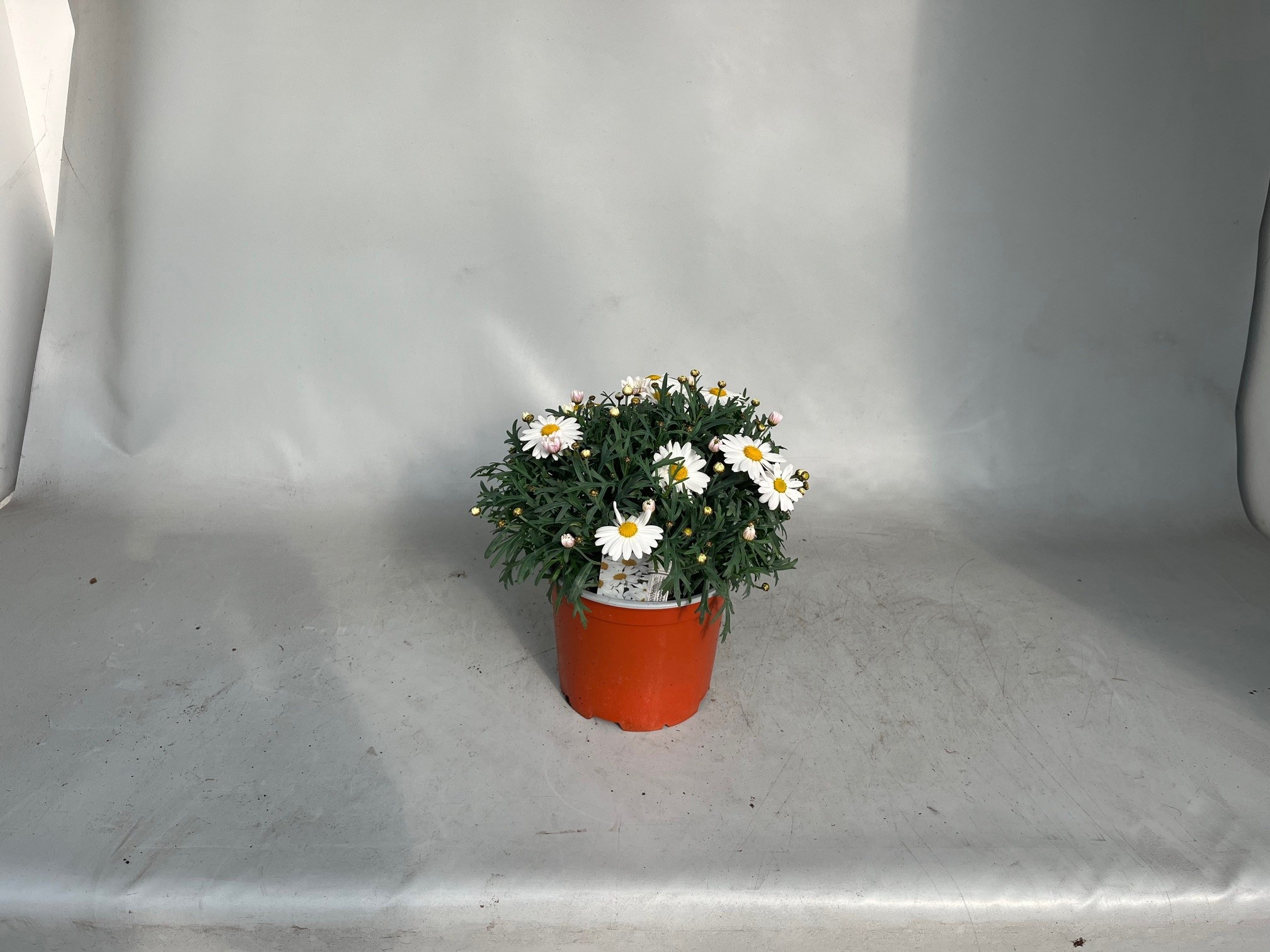 Горшечные цветы и растения оптом Arg Ov от 1шт из Голландии с доставкой по России