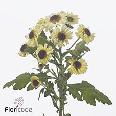 Срезанные цветы оптом Chrys sa patrese cream от 75шт из Голландии с доставкой по России