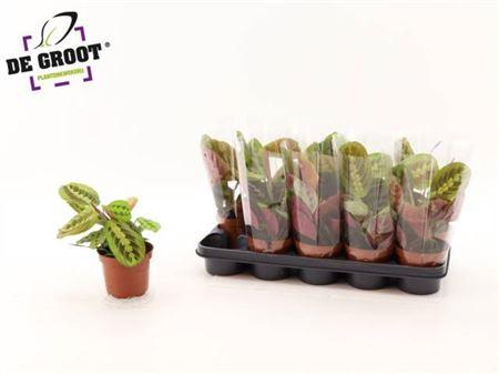 Горшечные цветы и растения оптом Maranta Tricolor от 10шт из Голландии с доставкой по России