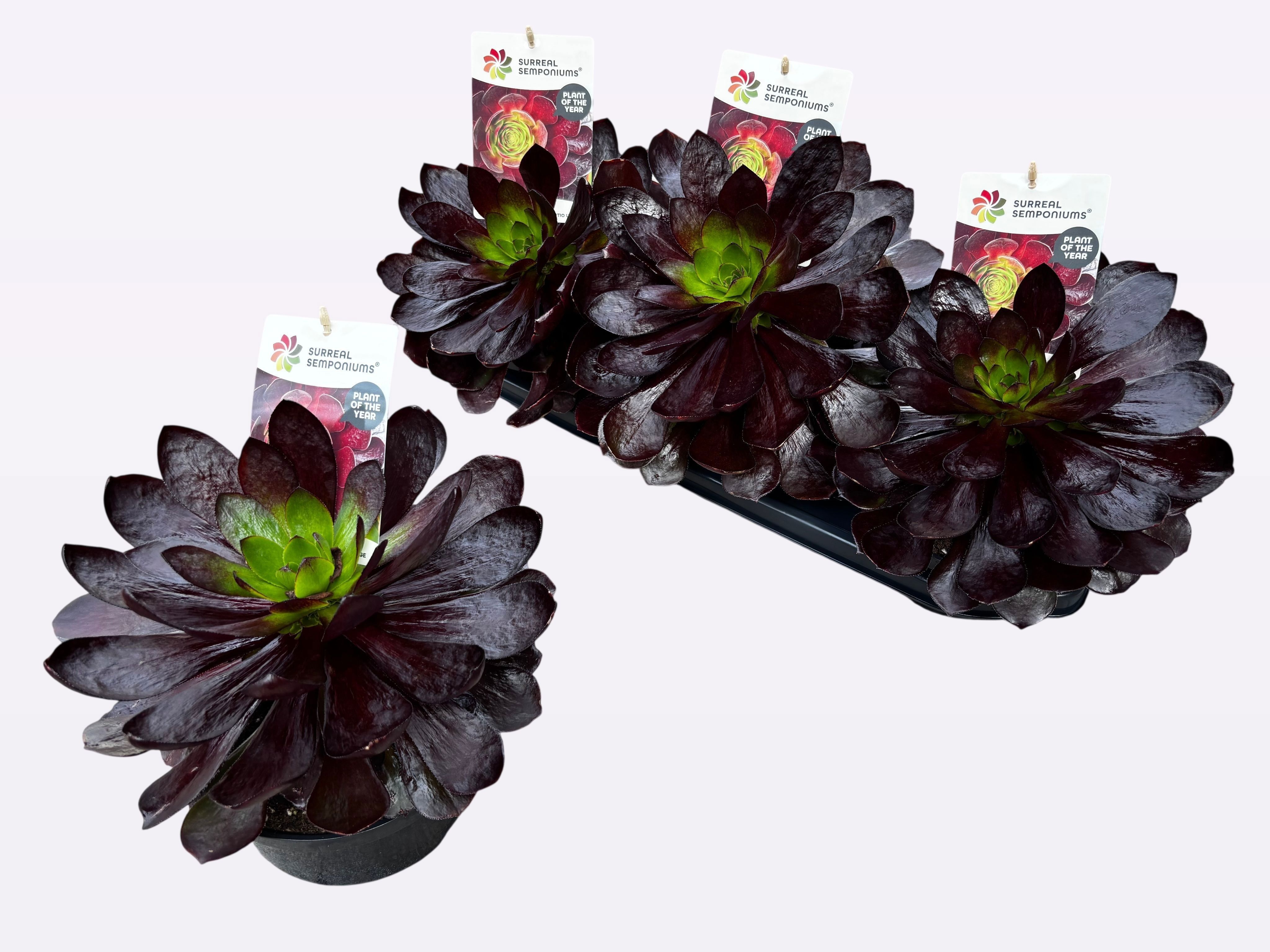 Горшечные цветы и растения оптом Sempon Destiny от 3шт из Голландии с доставкой по России