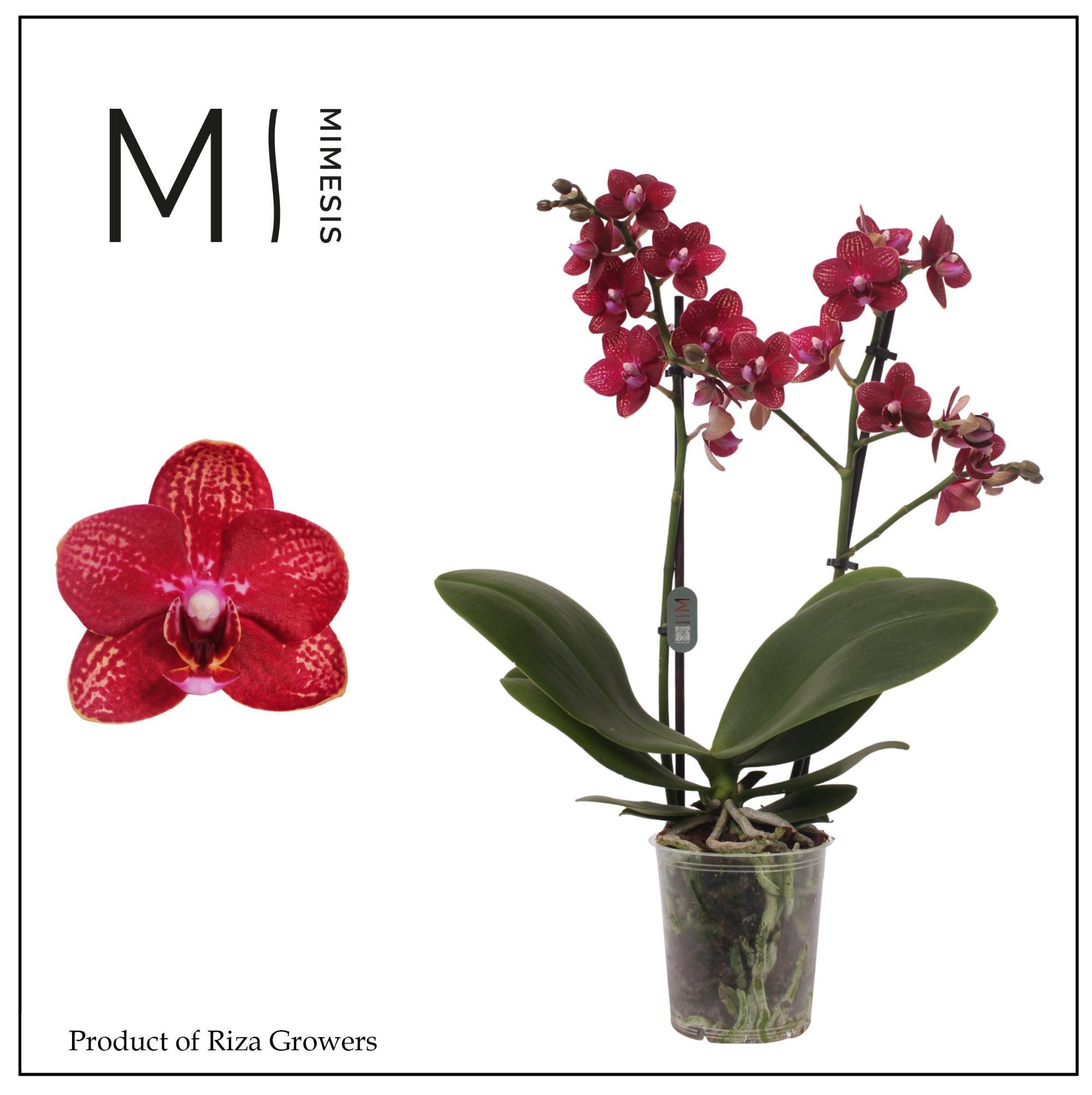 Горшечные цветы и растения оптом Phalaenopsis Miley 2 Spike - 12cm | Mimesis от 10шт из Голландии с доставкой по России