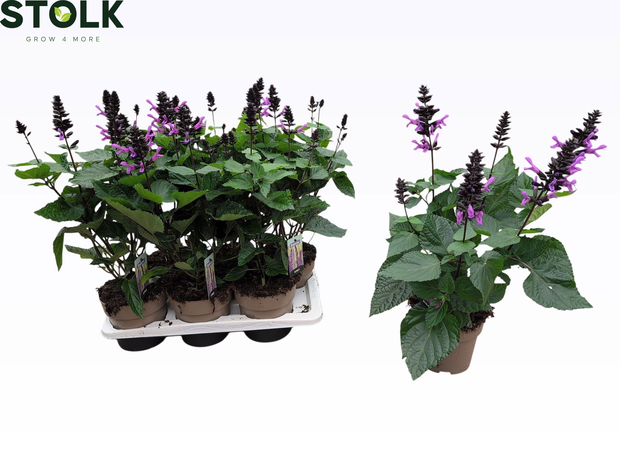 Горшечные цветы и растения оптом Salvia Nemorosa от 6шт из Голландии с доставкой по России