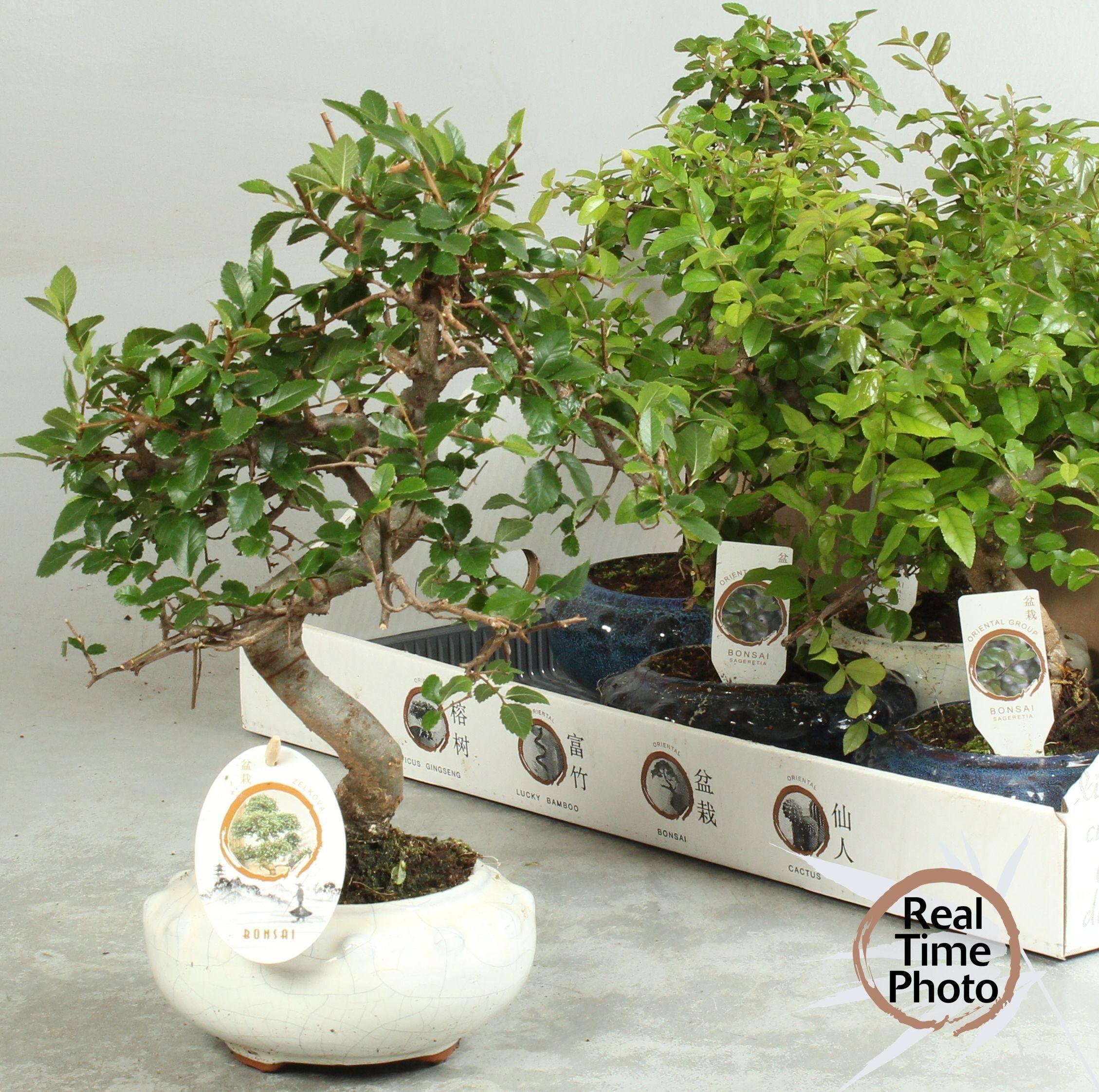 Горшечные цветы и растения оптом Bonsai Gem от 8шт из Голландии с доставкой по России