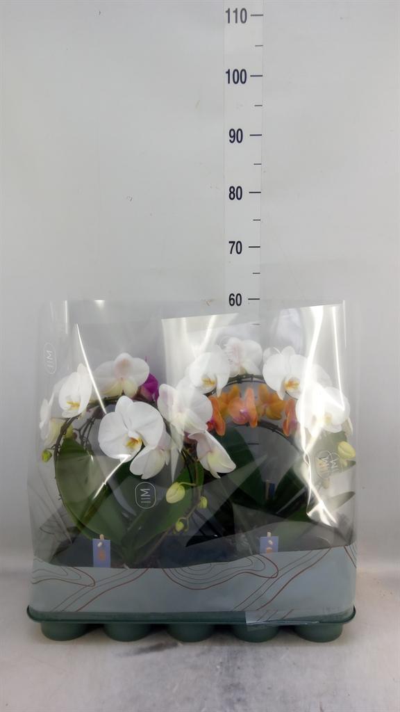 Горшечные цветы и растения оптом Phalaenopsis   ...mix от 4шт из Голландии с доставкой по России