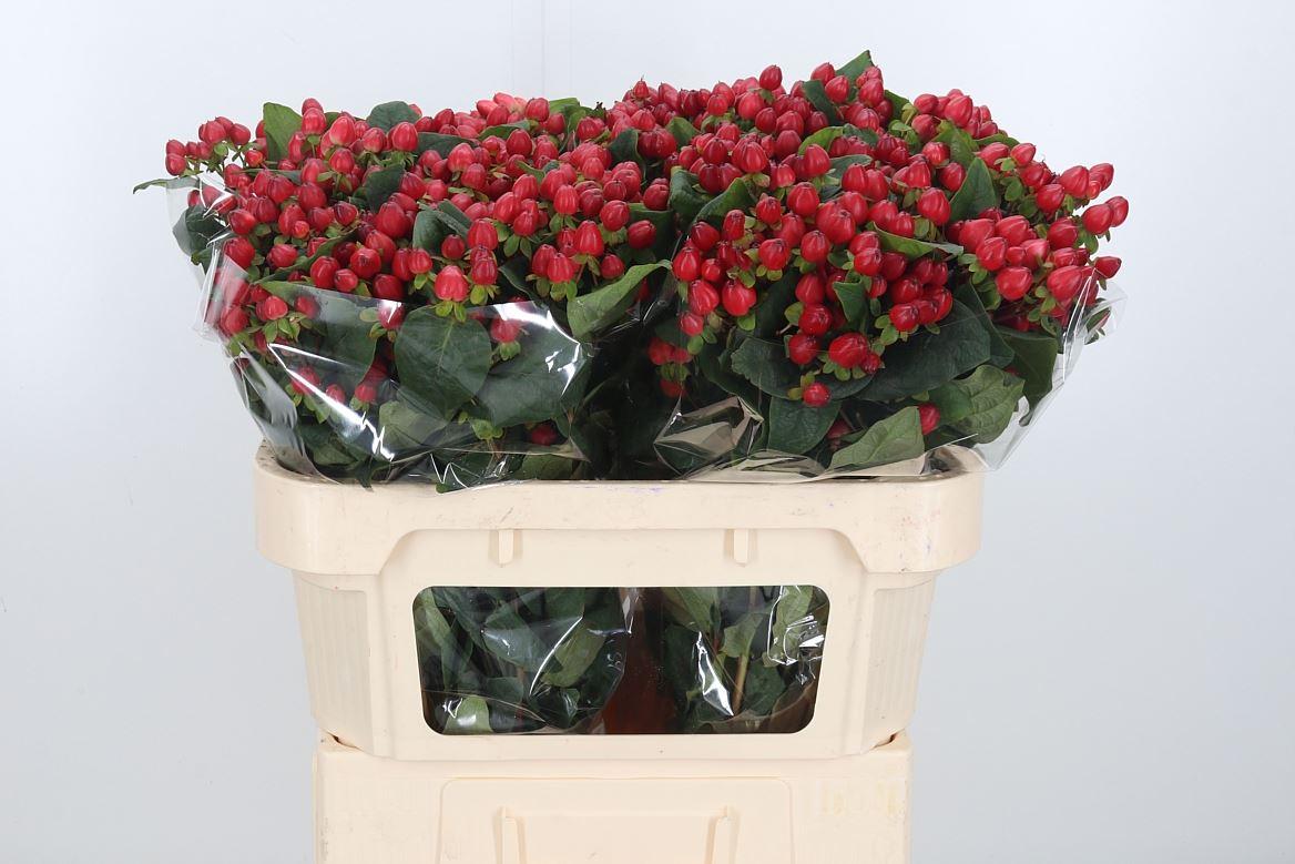 Срезанные цветы оптом Hypericum mag triumph от 100шт.. из Голландии с доставкой по России