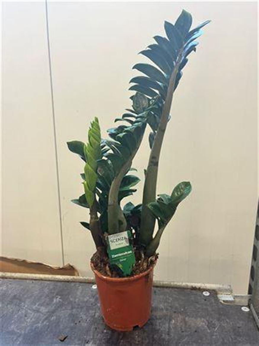 Горшечные цветы и растения оптом Zamioculcas Zenzi 2+ от 7шт из Голландии с доставкой по России