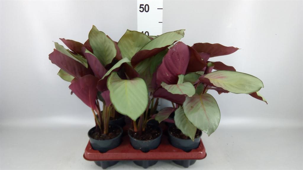 Горшечные цветы и растения оптом Calathea Roseopicta silverplate от 6шт из Голландии с доставкой по России