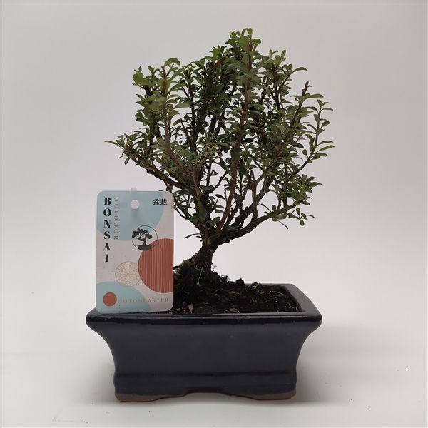 Горшечные цветы и растения оптом Bonsai Cotoneaster Oval Ceramic от 8шт из Голландии с доставкой по России