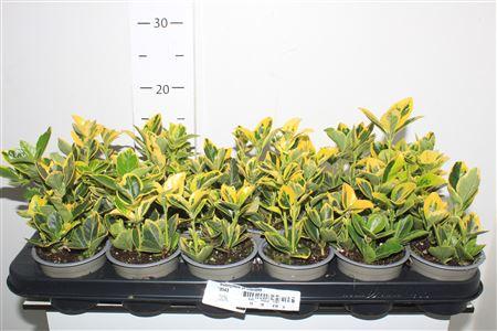 Горшечные цветы и растения оптом Euonymus Ja Marieke от 18шт (для телеги) из Голландии с доставкой по России