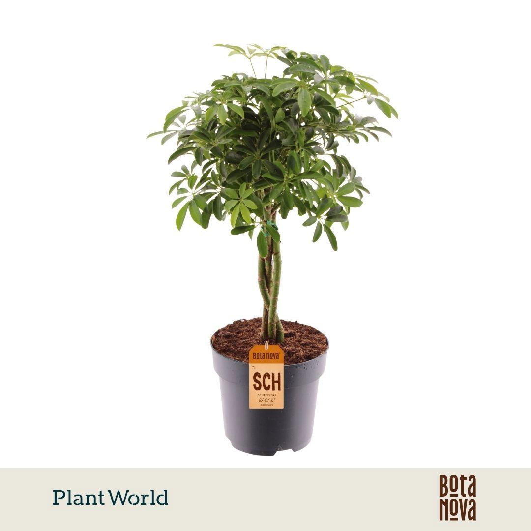 Горшечные цветы и растения оптом Schefflera Luseana Gevlochten Stam от 6шт из Голландии с доставкой по России