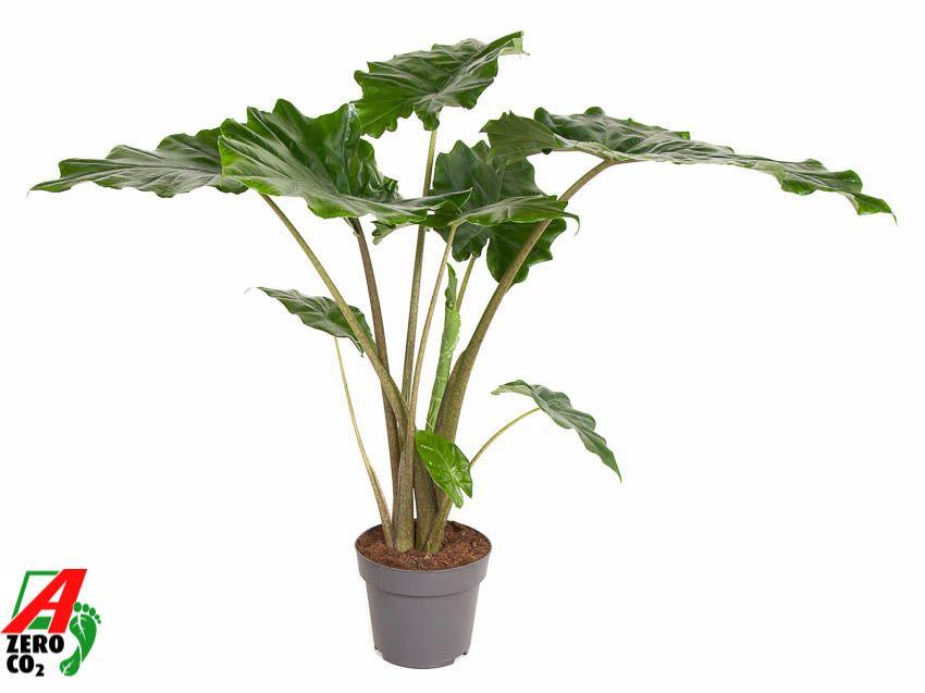 Горшечные цветы и растения оптом Alocasia Portodora от 1шт (для телеги) из Голландии с доставкой по России