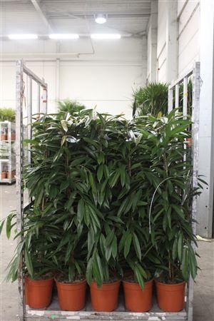 Горшечные цветы и растения оптом Fic Bin Amstel King от 1шт из Голландии с доставкой по России