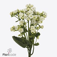 Срезанные цветы оптом Kalanchoe crystal white meadow от 20шт из Голландии с доставкой по России