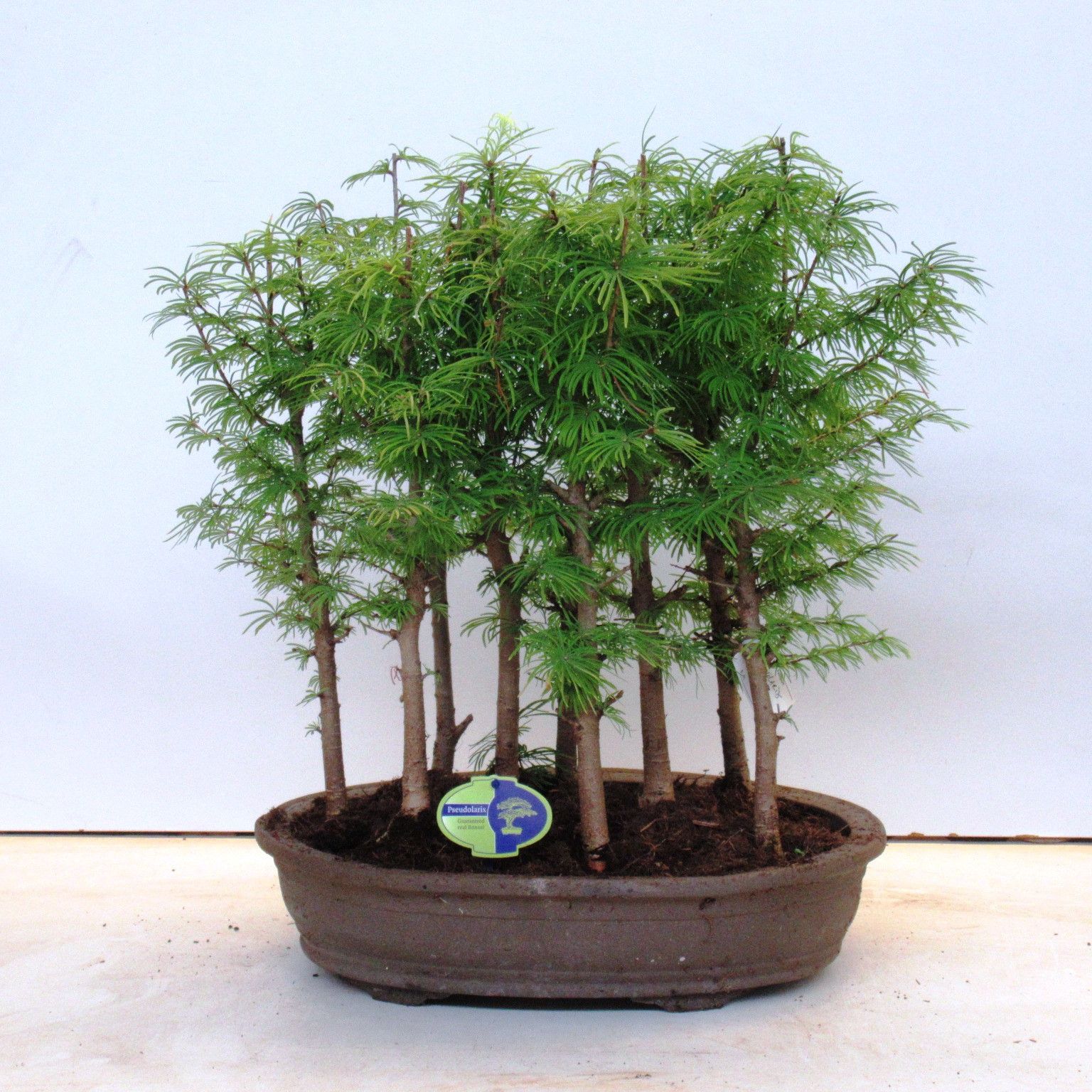 Горшечные цветы и растения оптом Bonsai Pseudolarix Amabillis, Forest от 1шт из Голландии с доставкой по России