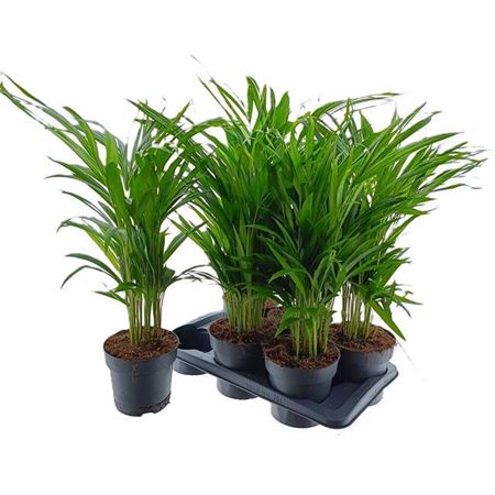 Горшечные цветы и растения оптом Dypsis Lutescens 30pp от 6шт из Голландии с доставкой по России