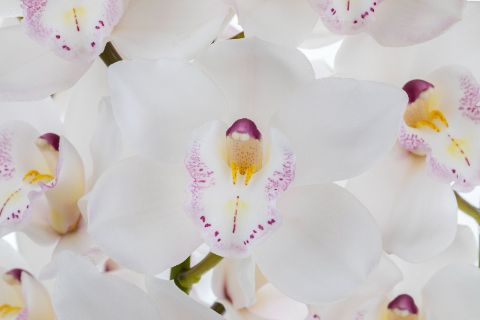 Срезанные цветы оптом Cymbidium white hms white sensation от 12шт из Голландии с доставкой по России
