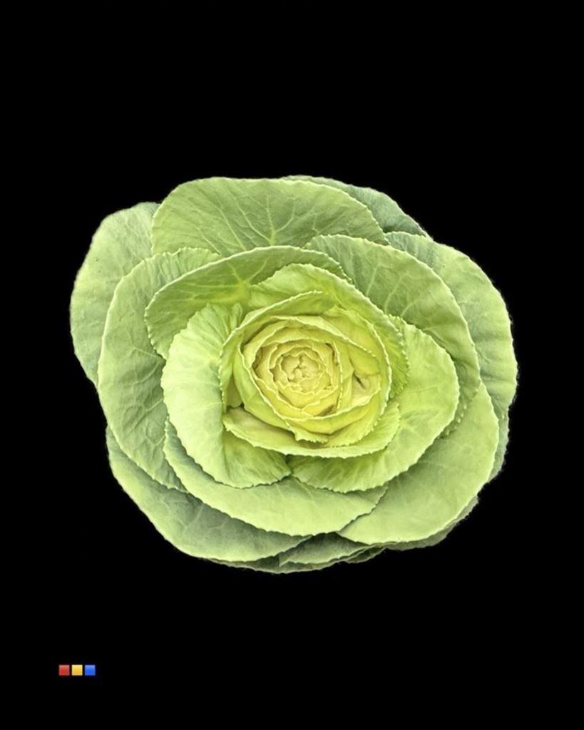 Срезанные цветы оптом Brassica paint limegreen от 20шт из Голландии с доставкой по России