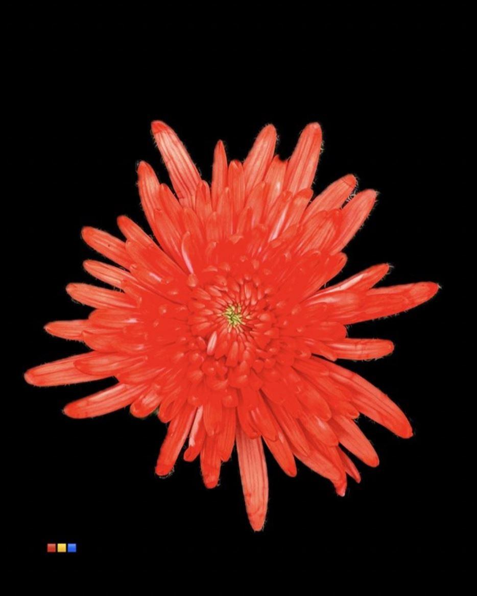 Срезанные цветы оптом Chrys bl paint topspin pink от 60шт из Голландии с доставкой по России