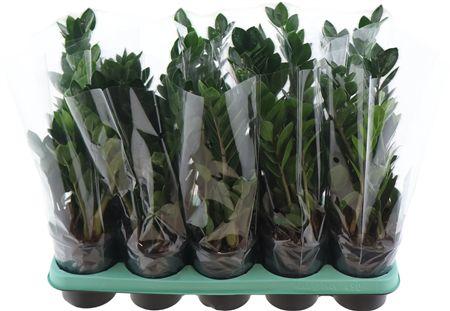 Горшечные цветы и растения оптом Zamio Lima 5+ от 10шт из Голландии с доставкой по России