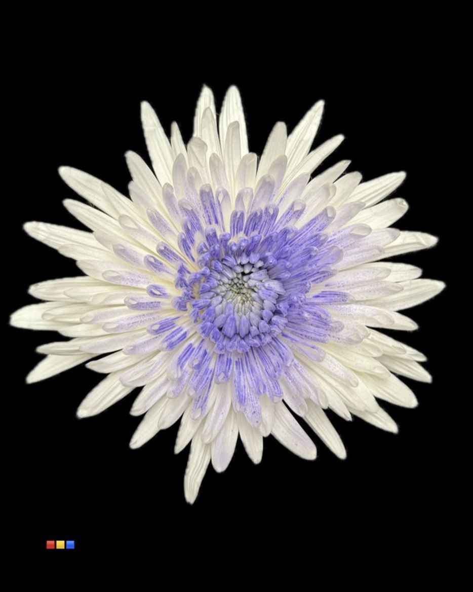 Срезанные цветы оптом Chrys bl paint anastasia white-milka eye от 60шт из Голландии с доставкой по России