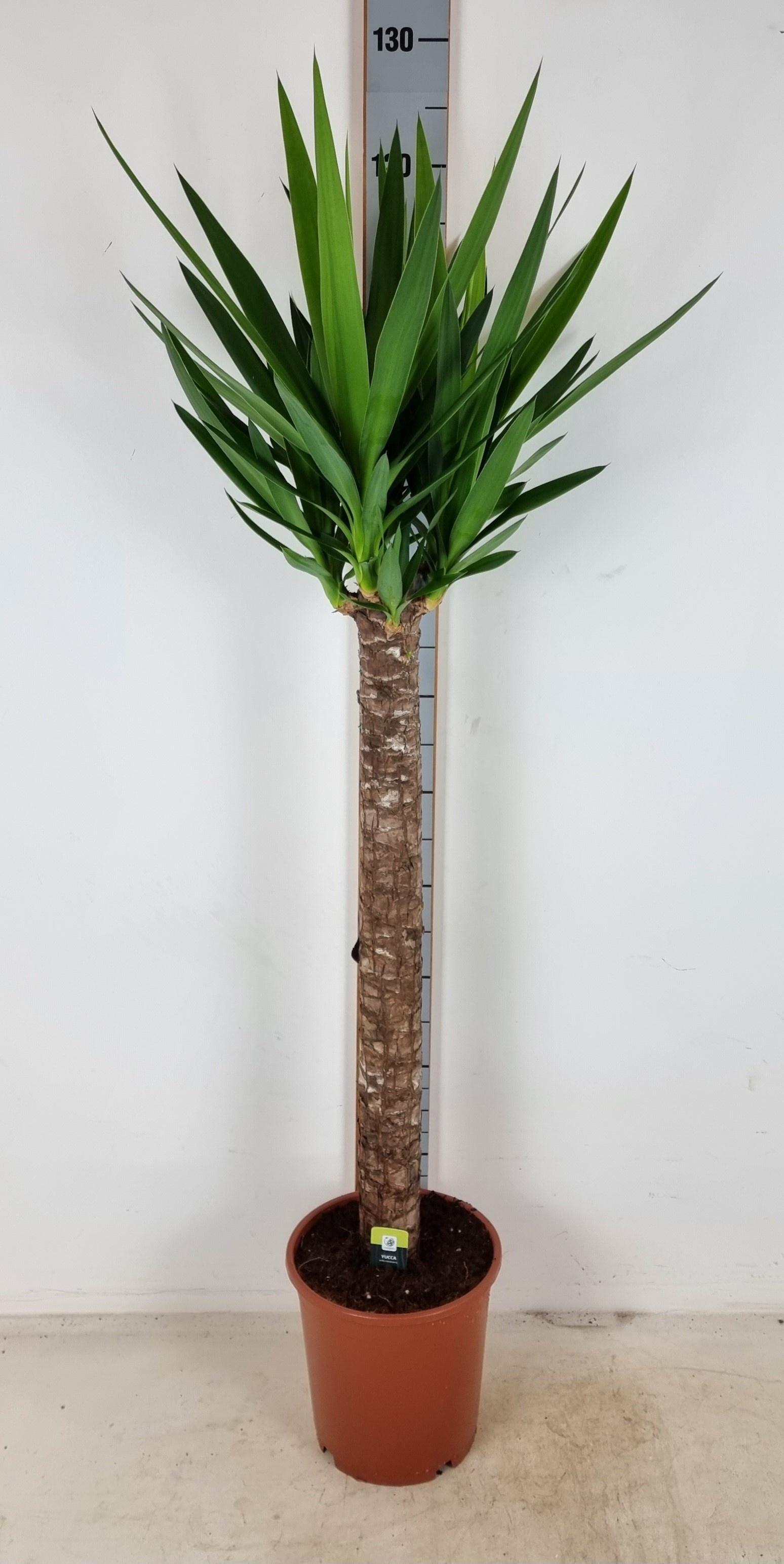 Горшечные цветы и растения оптом Yuc Elephantipes от 1шт из Голландии с доставкой по России