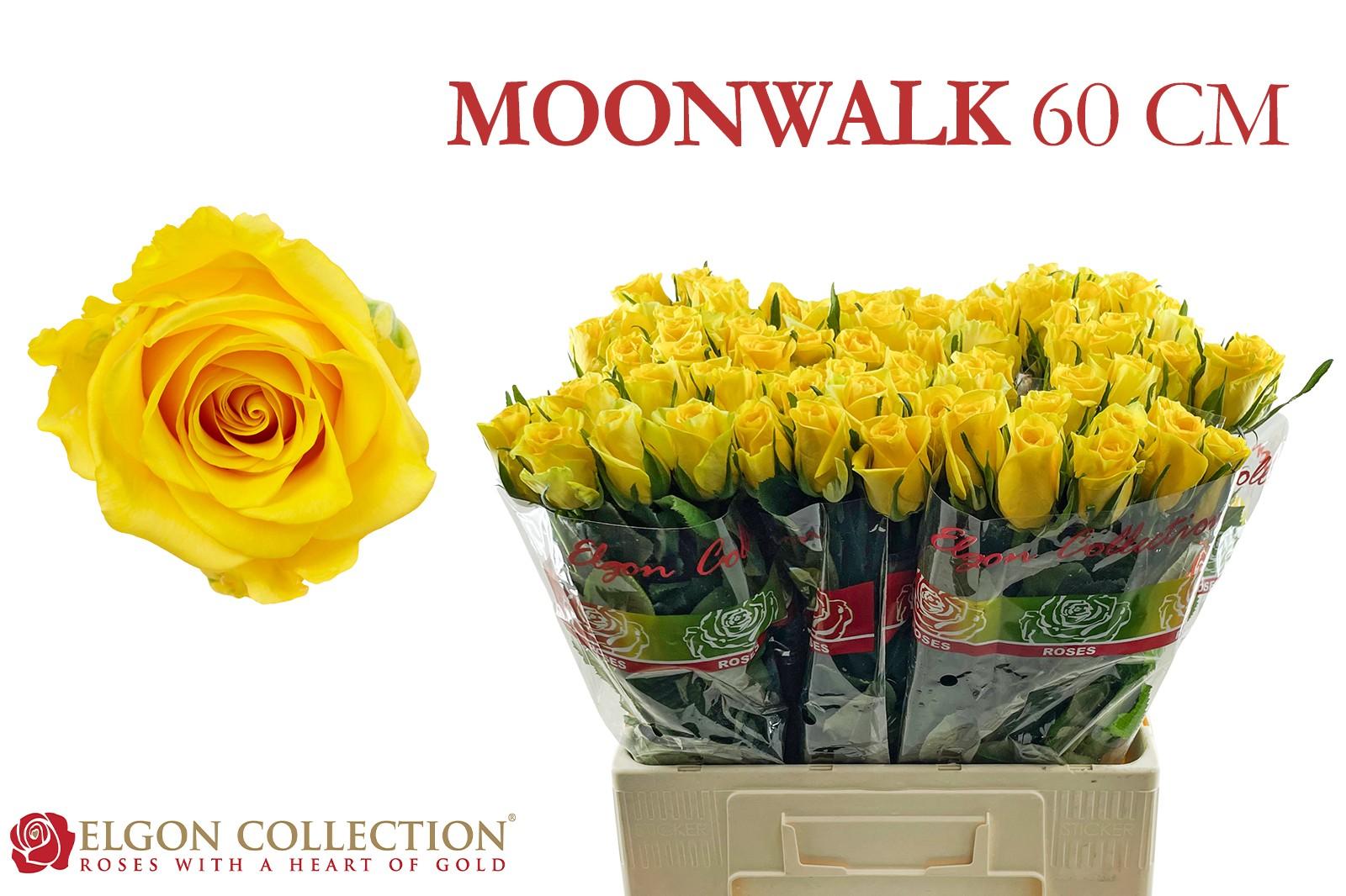 Срезанные цветы оптом Rosa large moonwalk от 320шт из Голландии с доставкой по России