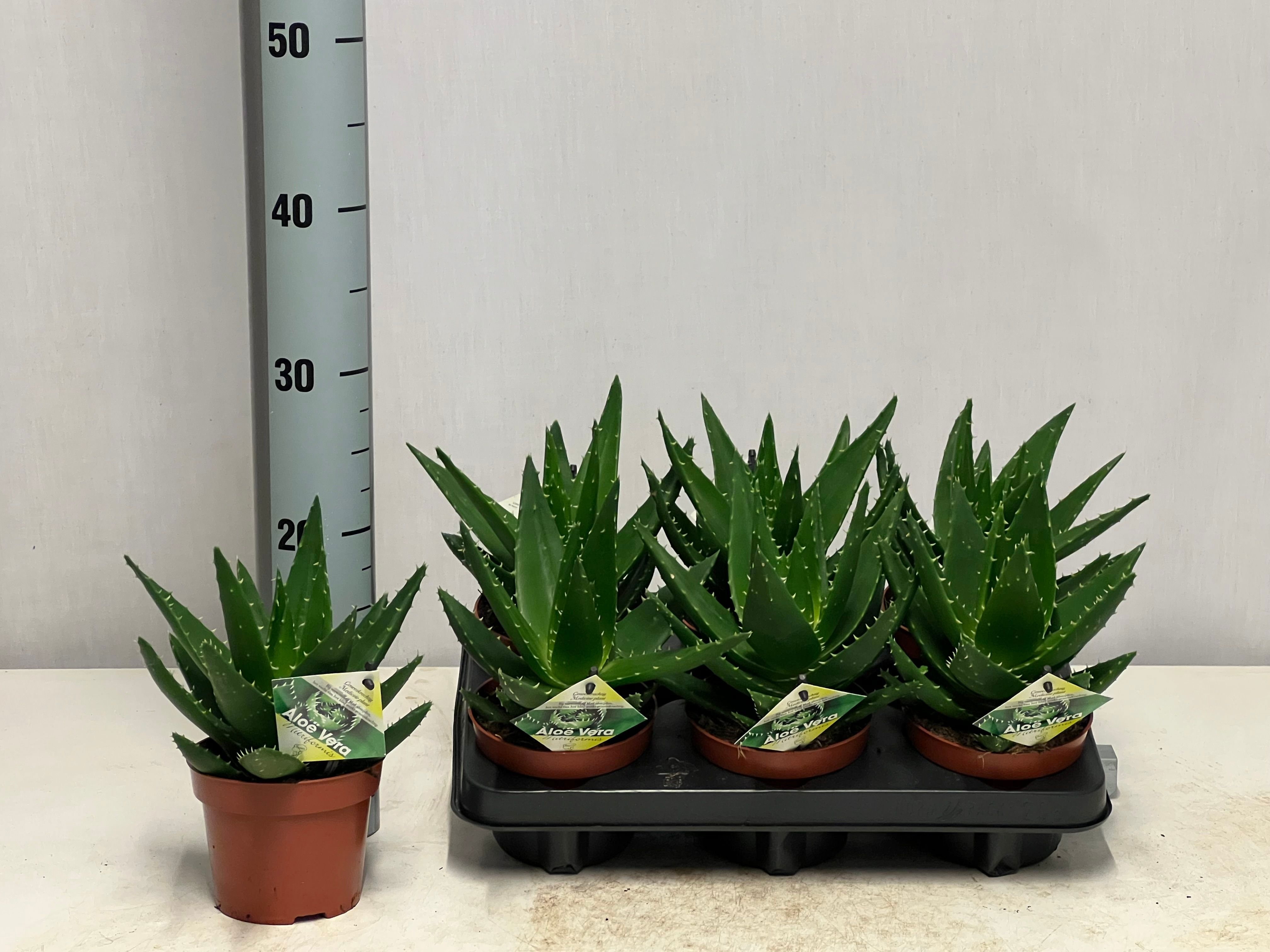 Горшечные цветы и растения оптом Aloe Perfoliata от 6шт из Голландии с доставкой по России