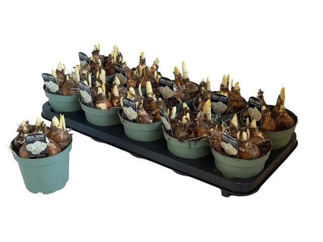 Горшечные цветы и растения оптом Narc D Bridal Crown от 10шт из Голландии с доставкой по России